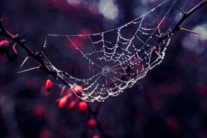 Spinneweb in je tuin